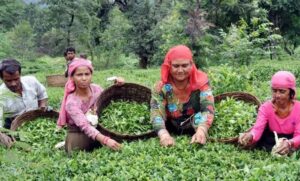 Types of Agriculture